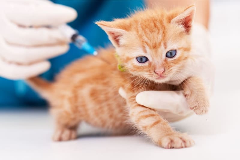 vaccination in cats and kittens