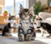 7 Reasons Maine Coon Kittens for Sale Are in Such High Demand