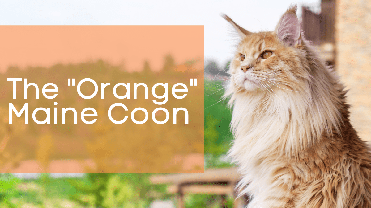 Ultimate Orange Maine Coon Cat: Majestic Power & Fiery Charm
