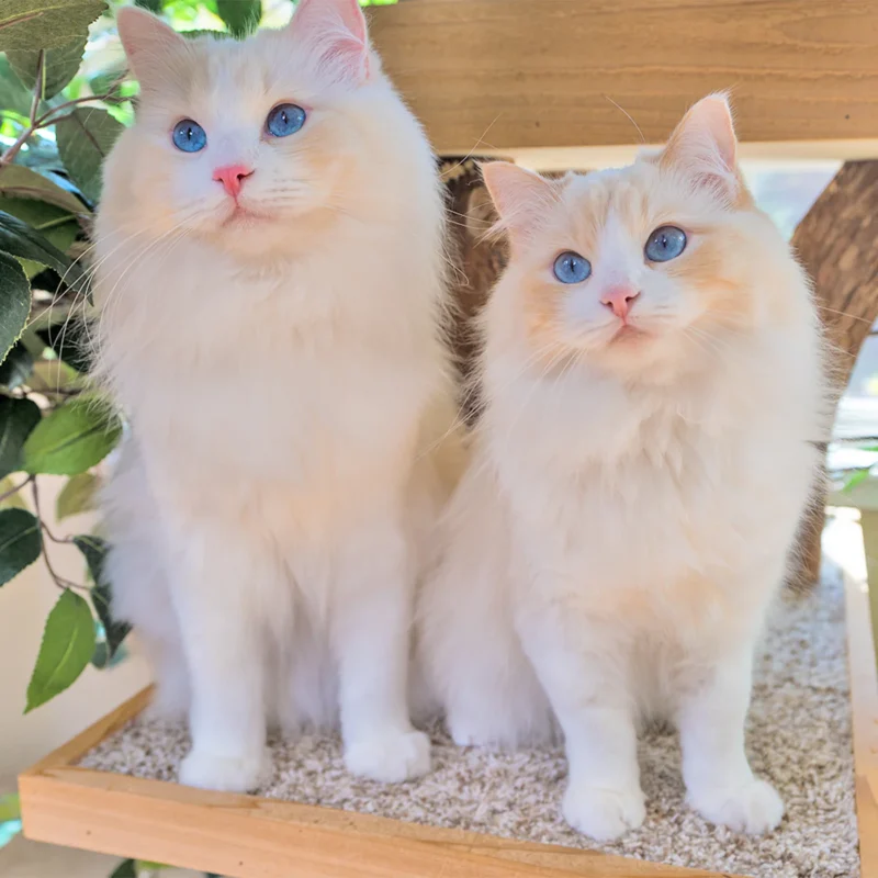 Intelligence and Communication: Understanding Your Ragdoll's Mind