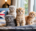 scottish fold kittens for sale in uxbridge greater london