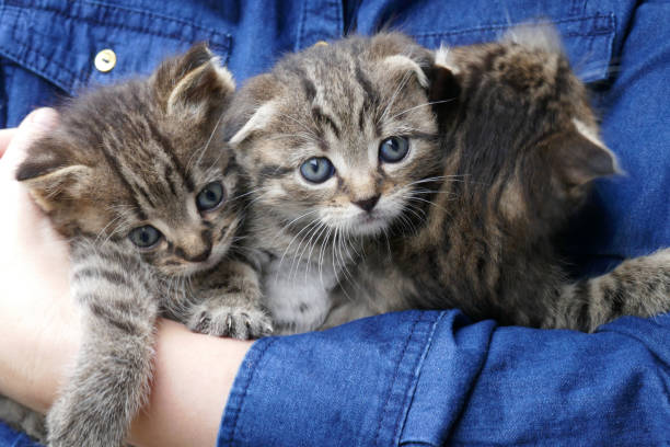 British Shorthair Breed